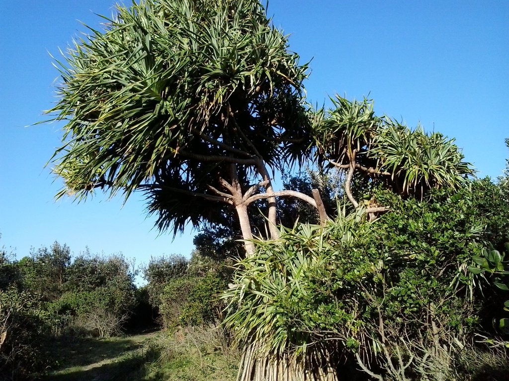 Pandanus Tree
