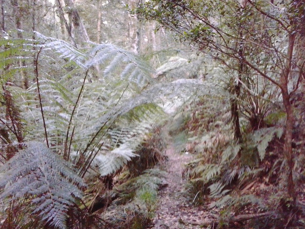 Ferns along the Lyrebird Walk