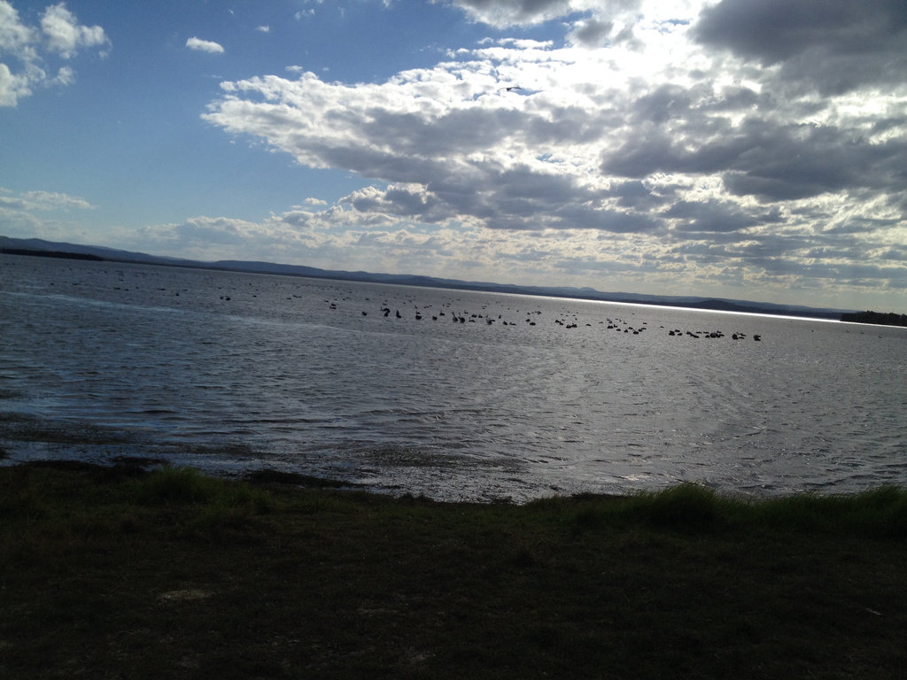 Hundreds of Swans